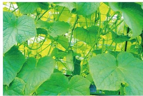 Garden mesh for climbing plants 0.9 x 1.8 M pack=6pcs