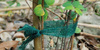 SET OF 3 PLANT TAPES FOR TYING PLANTS, TREES L=3 M pack=12pcs