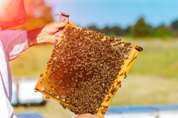 STAINLESS STEEL BEEKEEPING CHISEL 26 CM opak=6pcs