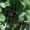 Protective mesh against birds MONO+MONO 8 X 20 M + 16 pins (15 g/m2)