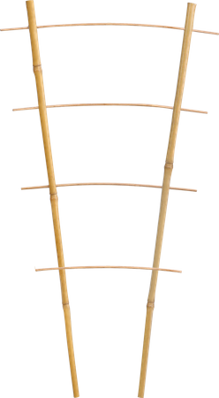 Bamboo double ladder 43 cm pack=25 pcs