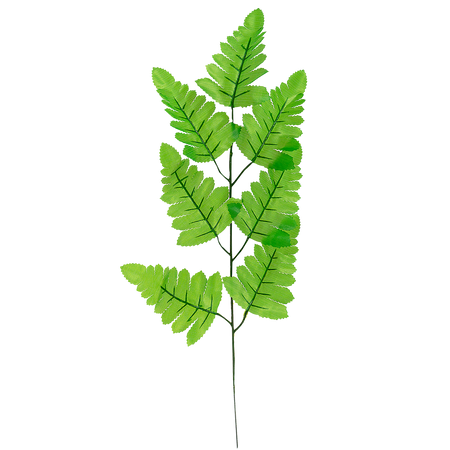 Fern Leaf on Branch*9210
