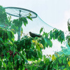 Garden securing mesh 4x10m (30g/m2) + 6 plastic pins