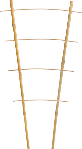 Bamboo double ladder 43 cm pack=25 pcs