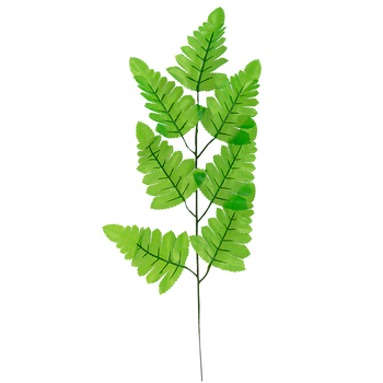 Fern Leaf on Branch*9210