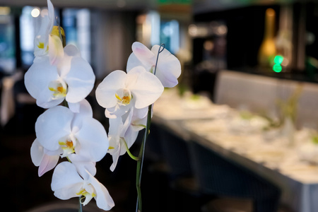 ARTIFICIAL ORCHID WHITE/PINK 70 CM