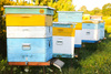 SET OF 20 HIVE NUMBERS (1-20)