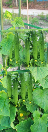 PLANT SUPPORT, TOMATOES 11 MM x 180 CM