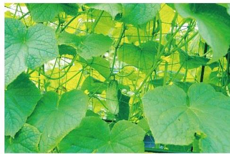 Garden mesh for climbing plants 0.9 x 1.8 M pack=6pcs