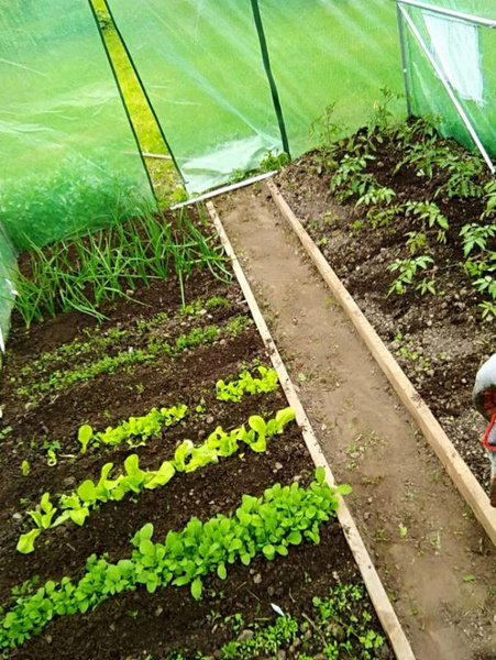 Garden Poly Tunnel 5-Segment Green 8 x 3 x 2 M