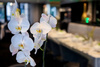 ARTIFICIAL ORCHID WHITE/PINK 70 CM