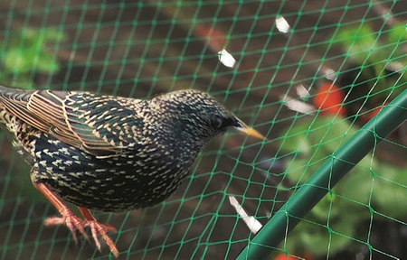 Protective mesh against birds MONO+MONO 8 X 20 M + 16 pins (15 g/m2)