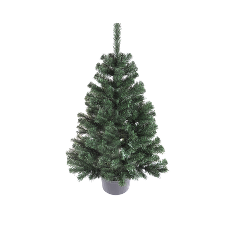 MONTANA SPRUCE IN POT 1.1 M CHRISTMAS TREE