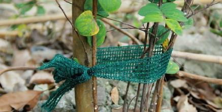 KPL. 3 TAŚM DO PODWIĄZYWANIA ROŚLIN, DRZEWEK DŁ. 3 M opak=12kpl *9416