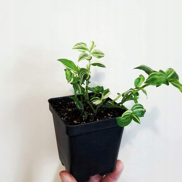 SADA 12 KVĚTINÁČŮ Z PLASTU 7 x 7 x 8 CM