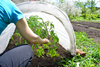 AGRICULTURAL FABRIC 1.6 x 5 M SPRING WHITE 17g