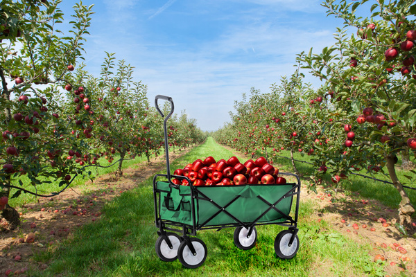 WÓZEK OGRODOWY ZIELONY SKŁADANY 116 x 54 x 90 cm *5168