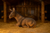 FIGURINE DONKEY 20 x 40 x 28 CM