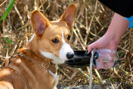 PORTABLE PET WATER BOTTLE 350 ML