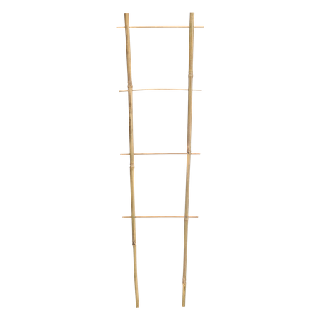 Bamboo double ladder 60 cm pack=25 pcs