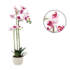 UMELÝ KVET - ORCHIDEJ BIELO-RŮŽOVÁ 70 CM balenie=2 ks *4771