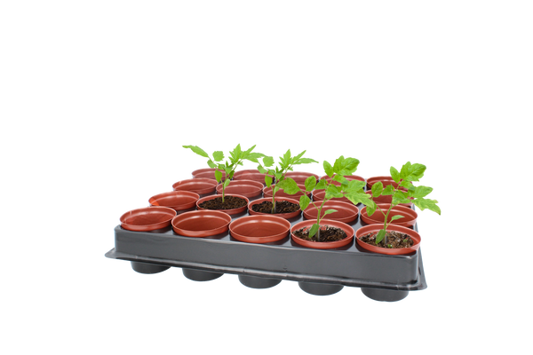 Súprava 20 kvetináčov na sadenie FI 6 CM