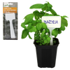 Set de 8 etichete din plastic pentru marcarea plantelor ambalaj=12buc *9690