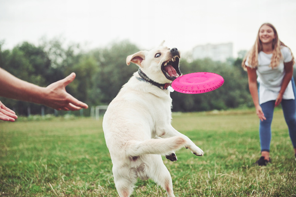 JUCĂRIE PENTRU CÂINI DISCUL ZBURAT 23,5 CM pachet=6buc*9561