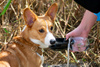 PORTABLE PET WATER BOTTLE 350 ML