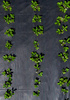 BLACK AGROTEXTILE 1,1 x 50 M 90 g/m2