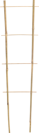 Bamboo double ladder 45 cm pack=25 pcs