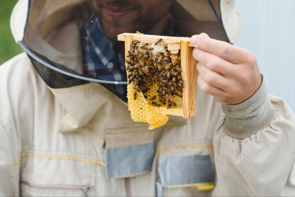 Wedding hive 3-frame with styrofoam feeder