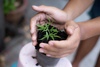 SET OF 100 POTS FOR PLANTING 9 X 7,8 CM PACK=10PL