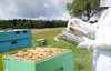 BEEKEEPER VACUUM CLEANER GALVANIZED 27 CM