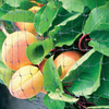 Garden securing mesh 4x10m (30g/m2) + 6 plastic pins