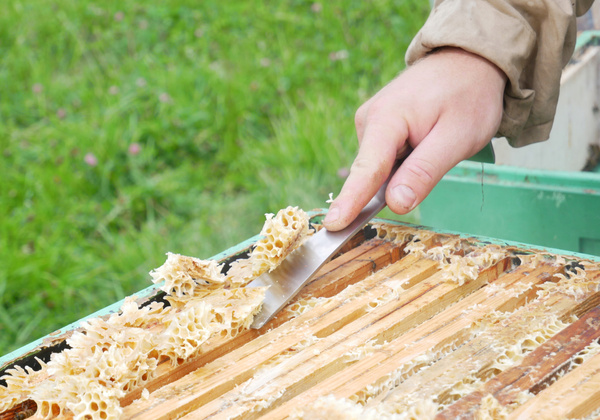 STAINLESS STEEL BEEKEEPING CHISEL 26 CM opak=6pcs