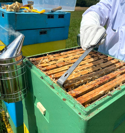 Dulce de albine din oțel inoxidabil cu separatoare 26 cm ambalaj=6buc *6594