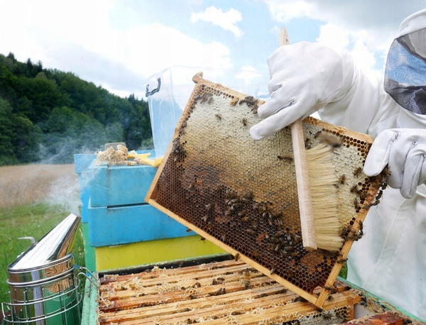 BEEKEEPER BRUSH 36 CM