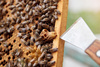 STAINLESS STEEL BEEKEEPING CHISEL IN WOODEN FRAME 20 CM