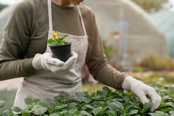 SET OF 100 POTS FOR PLANTING 6 X 5.8 CM