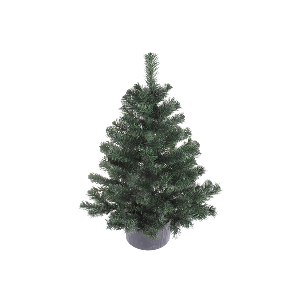 MONTANA SPRUCE IN POT 0.8 M CHRISTMAS TREE