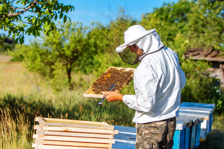 BEEKEEPING SUIT SIZE "L"