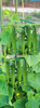PLANT SUPPORT, TOMATOES 11 MM x 180 CM