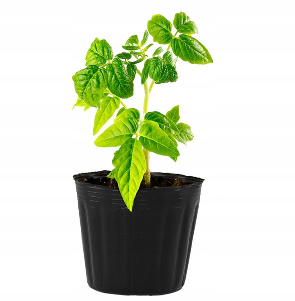 SET OF 100 POTS FOR PLANTING 6 X 5.8 CM