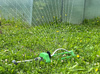 OSCILLATING GARDEN SPRINKLER