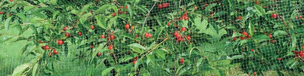 REȚEA DE PROTECȚIE PENTRU PĂSĂRI MONO+MONO 8 X 20 M + 16 ȚEPUȘE (15 g/m2) *6434